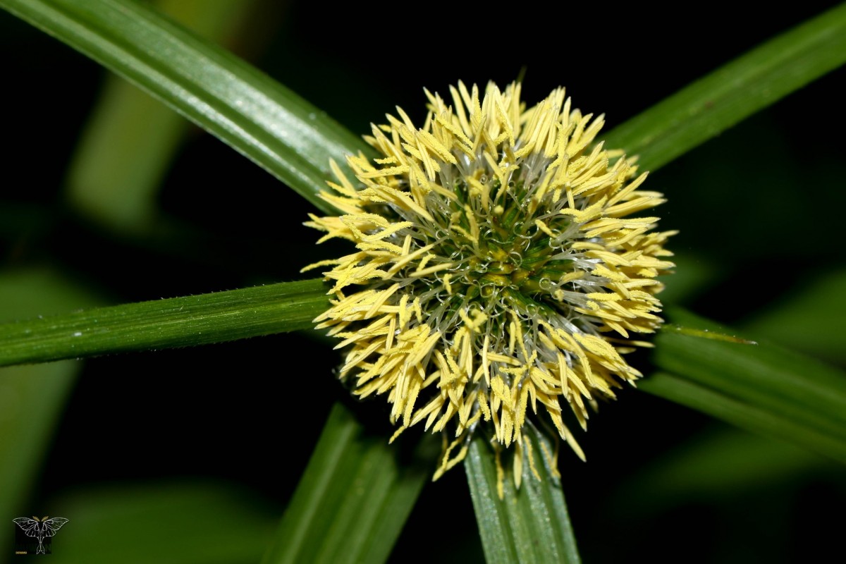 Cyperus aromaticus (Ridl.) Mattf. & Kük.